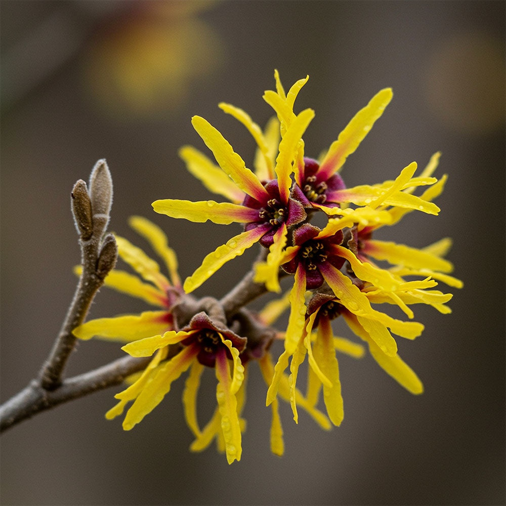 Copper Peptide Renewal Serum
